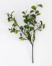 Load image into Gallery viewer, Gardenia Leaf Branch
