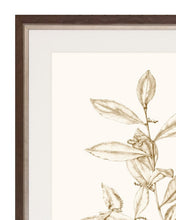 Load image into Gallery viewer, Sepia Botanicals 1
